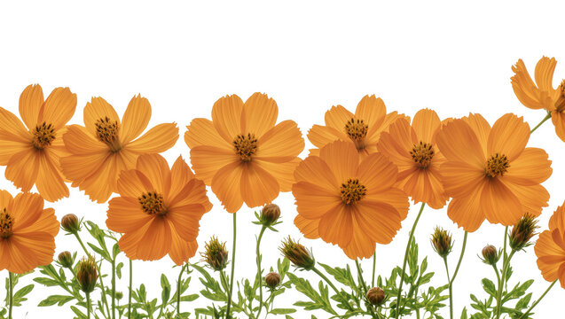 Isolated vibrant orange cosmos flowers in a row with green leaves, fresh and beautiful