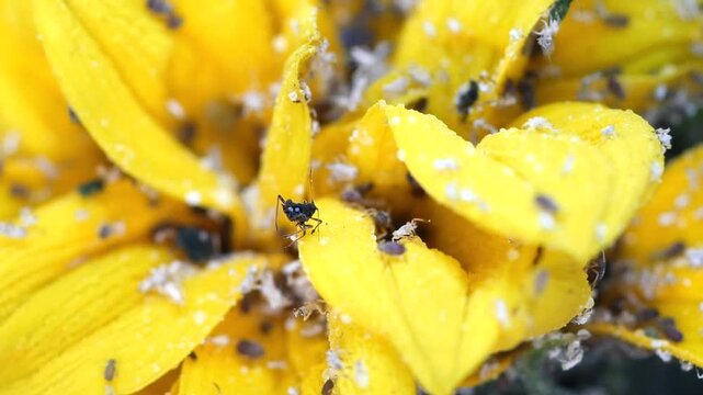 Extreme close-up of a ladybug with aphids on a bright yellow sunflower petal