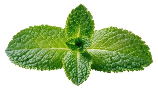 Isolated fresh green mint leaves sprig close up for culinary, aromatic and herbal uses