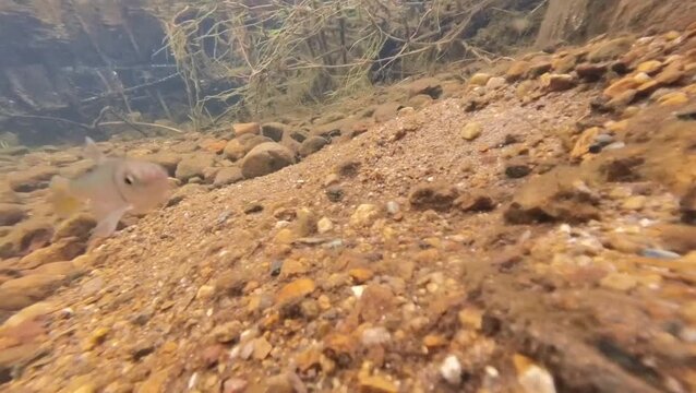 Japanese Pale Chub Fish in Breeding Colors Swimming Underwater