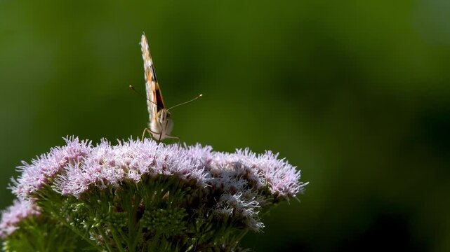 Painted Lady butterfly (Vanessa cardui) feeding on the nectar from hemp agrimony