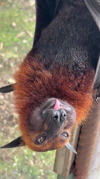 A close-up of a large fruit bat hanging upside down. The bat has a dark body with a reddish-brown fur around its face and neck. Its eyes are open, and it appears calm.