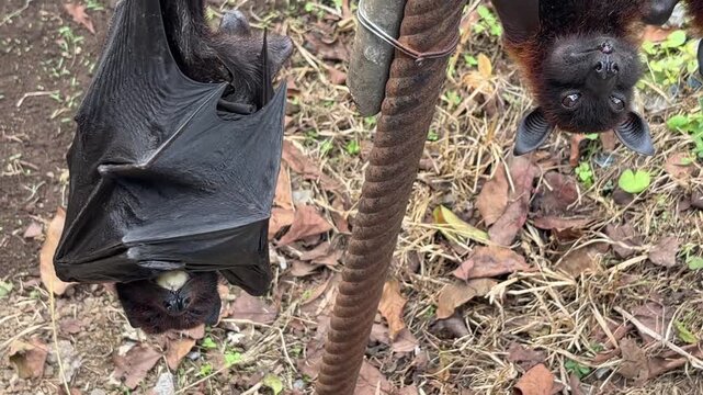 A brown bat hanging upside down from a metal pole. The bat is partially covered by a black cloth. Surrounding ground is covered with dry leaves.