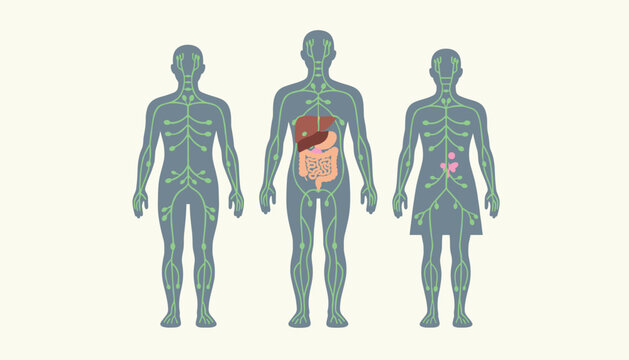 Anatomical illustration of three human figures displaying lymphatic system pathways and specific internal organs on a clean background.
