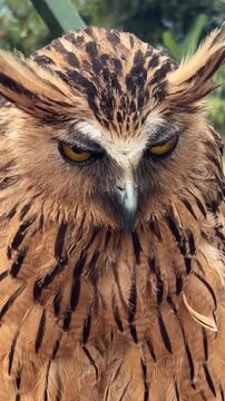 A close-up of a brown owl with striking yellow eyes and distinctive feather patterns. The owl appears alert and majestic, showcasing its natural beauty.
