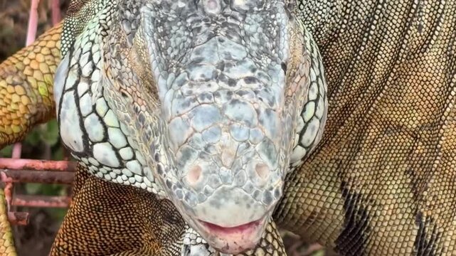 Close-up of a large green iguana with textured skin and distinctive facial features. The iguana is resting on a natural surface, showcasing its vibrant colors.