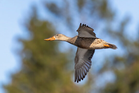 Northern Shoveler