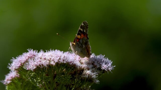 Painted Lady butterfly (Vanessa cardui) feeding on the nectar from hemp agrimony