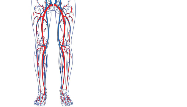 Anatomical illustration of the human lower limbs showing the complex network of arteries and veins in the legs.