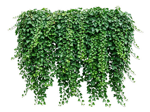 Lush Green Hanging Ivy Plant Cascading Downwards.