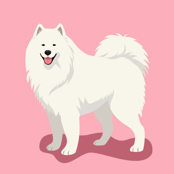 A cheerful and fluffy, vector, illustration, of a smiling Samoyed dog standing. Featuring a thick white coat and a joyful expression, the dog is set against a soft pink background.