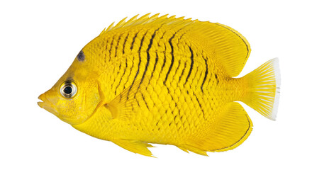 Bright yellow butterflyfish with black stripes swims in clear ocean water © Sapphire