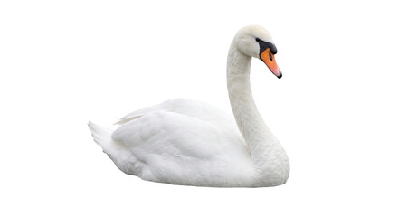 Fototapeta premium Elegant white swan resting gracefully on a transparent background