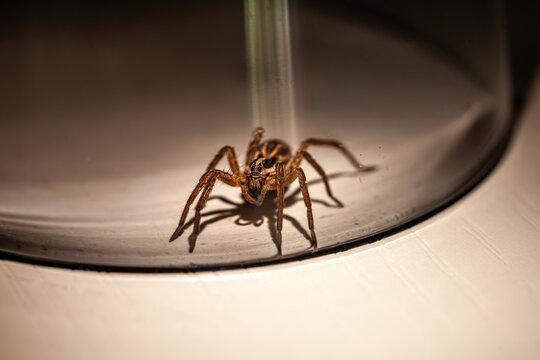 Wolf spider trapped inside glass at home