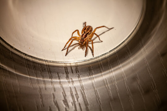 Wolf spider trapped inside glass at home