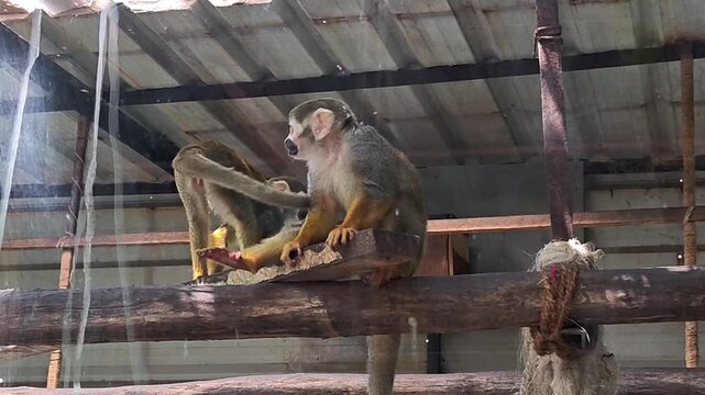 Playful squirrel monkey in zoo enclosure