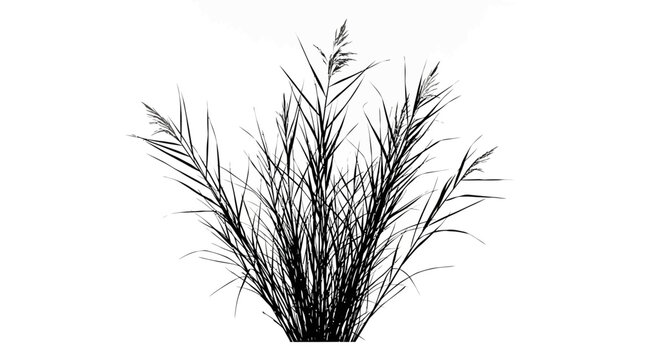 CAD tree lines Black silhouette grass Black silhouette of pampas grass, wild reed plant vector illustration, botanical marsh grass element for landscape design and minimalist decor isolated on