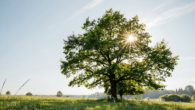 Sunburst shining through lush green oak tree standing alone in open summer meadow landscape with sunrays filtering through through leaves grassy single large oak bright sunrays