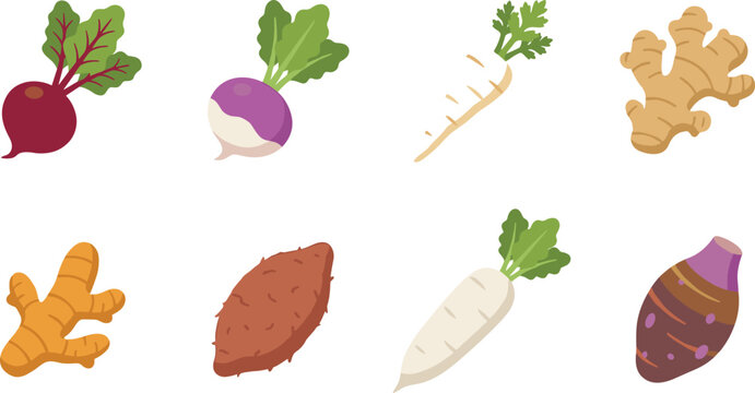 Root vegetables vector icon set featuring beetroot, turnip, parsnip, ginger, turmeric, sweet potato, daikon radish, and taro