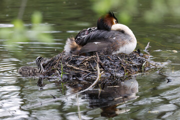 A great crested grebe in its nest with chicks, chicks in the pond next to the nest, chicks on the great crested grebe's back, birds reflected in a pond, mating season  Podiceps cristatus © Rebecca