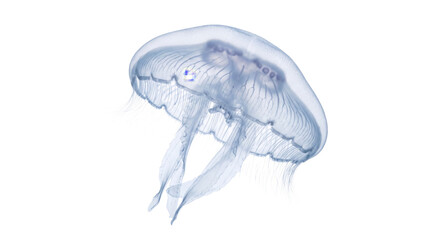 Translucent jellyfish with delicate tentacles floating in clear water © Sapphire