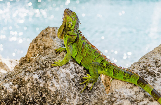 Large iguana with tail. Reptile animal in nature. Wildlife zoo in jungle. Iguana lizard in tropical jungle. American iguana herbivorous lizard. Exotic iguana reptile. Exotic pet. Wildlife fauna