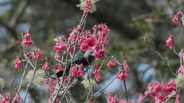A native Tui bird feeding on vibrant pink blossoms of a cherry tree in Cornwall Park, Auckland, New Zealand, gathering nectar during the spring season.