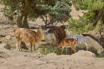 Fototapeta premium Llamas grazing together with deer and pony in wildlife park