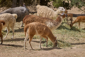 Fototapeta premium Guanaco grazing among llamas and deer in wildlife enclosure