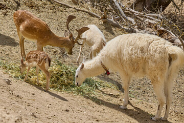 Fototapeta premium Llamas and deer feeding together on dry hillside in wildlife reserve