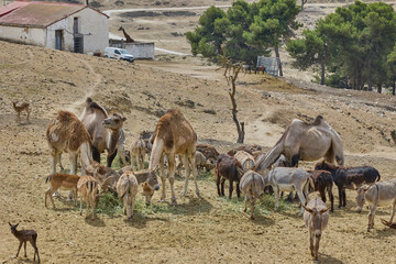 Obraz premium Mixed safari animals feeding near rustic farm building