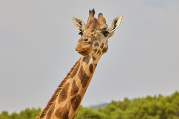 Detailed profile portrait of giraffe with blurred forest background © Anna Baranova