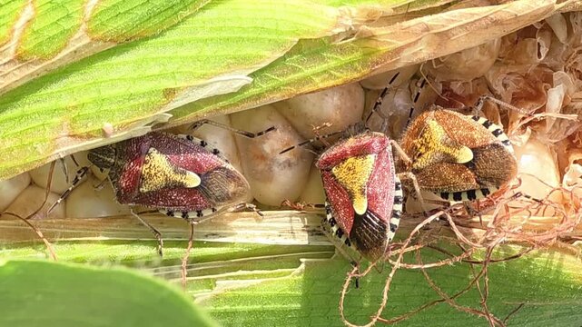 
Close Up of Stink Bugs Feeding on Sweet Corn Cob in Agriculture Field

