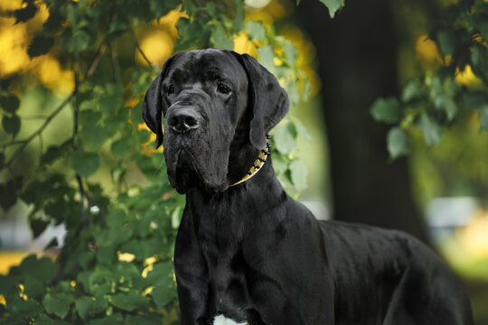 black great dane dog standing outdoors in summer
