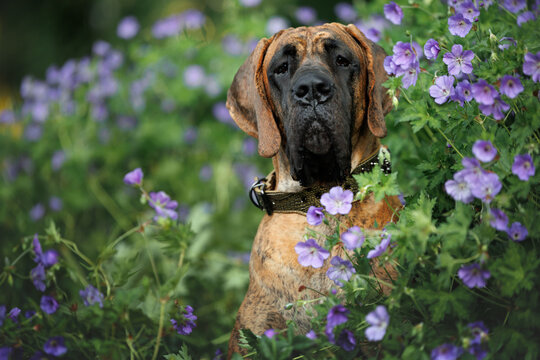 great dane dog portrait in blooming flowers outdoors