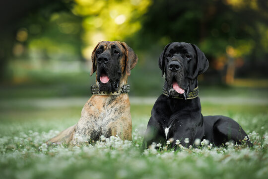 two great dane dogs lying on grass in the park