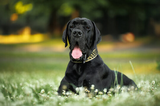 black great dane dog lying on grass in the park