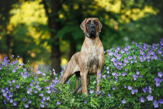 great dane dog posing with blooming flowers in summer