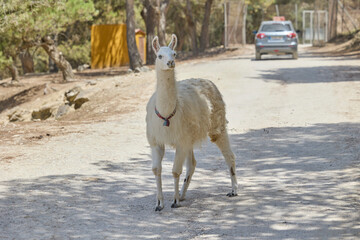 Fototapeta premium White llama standing on dirt road in wildlife safari park
