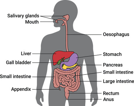 Human digestive system diagram, medical education chart showing internal organs, stomach, liver, intestines isolated on white background