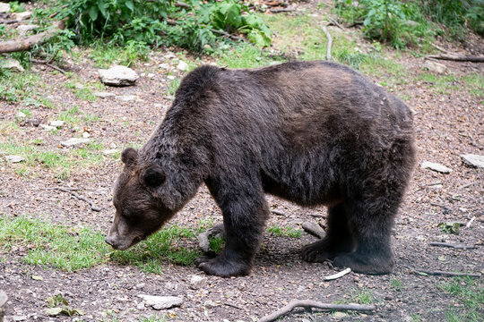 Ein Braunb&auml;r beim Erschn&uuml;ffeln von Wurzeln - Braunb&auml;ren   verf&uuml;gen &uuml;ber einen sieben mal st&auml;rkeren Geruchssinn als Hunde oder W&ouml;lfe