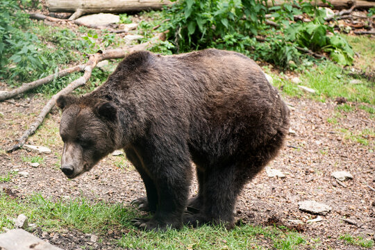 Ein  ukrainischer Braunb&auml;r aus den Waldkarpaten -  - Braunb&auml;ren   verf&uuml;gen im Gegensatz zu Schwarzb&auml;ren &uuml;ber einen Nackenbuckel