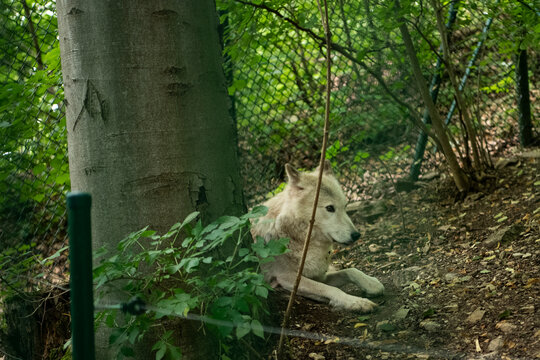 Ein wei&szlig;er  Wolf im B&auml;renpark von Worbis, Th&uuml;ringen - In dem Park werden Tiere aufgenommen, die nicht mehr in der Lage w&auml;ren , in der Wildnis zu &uuml;berleben