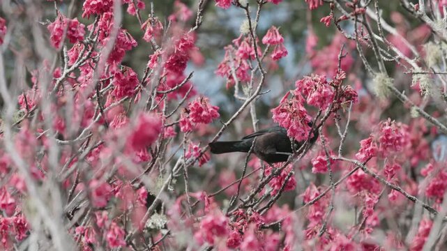 A native Tui bird feeding on vibrant pink blossoms of a cherry tree in Cornwall Park, Auckland, New Zealand, gathering nectar during the spring season.