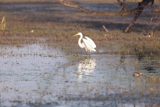 Great egret foraging in a still wetland at dawn. Keoladeo National Park Rajasthan India.