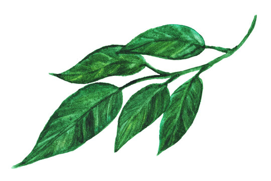 Hand-drawn green garnet leaves in watercolor. Botanical illustration of a plant isolated on a white background.