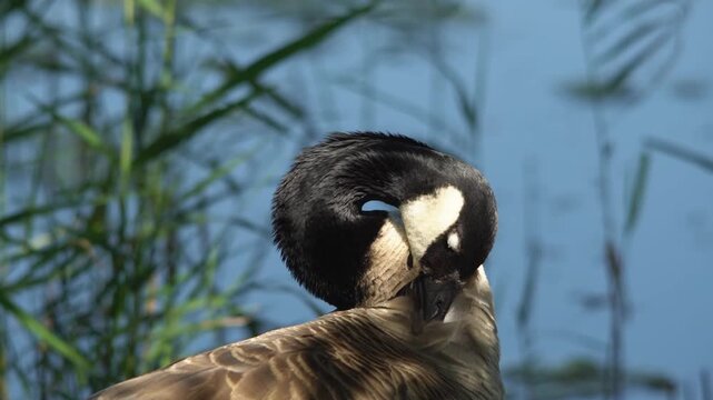 A Canada goose (Branta canadensis) preening feathers, close up