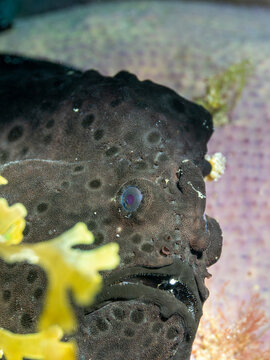 Black Frogfish