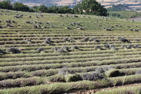 Lavender fields of Provence, France