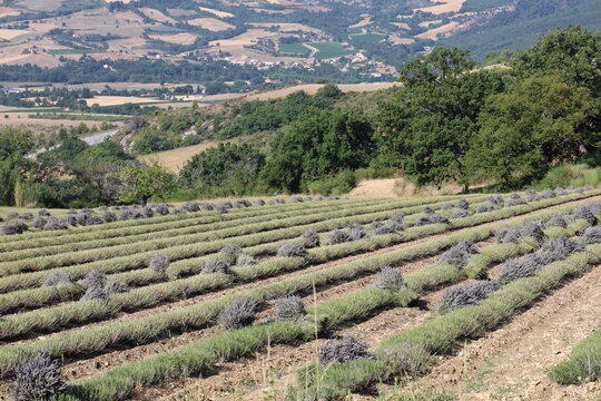 Lavender fields of Provence, France